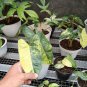 Philodendron Burle Marx Varigated free phytosanitary