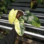 Philodendron Burle Marx Varigated free phytosanitary