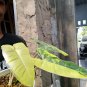 Philodendron Burle Marx Varigated free phytosanitary