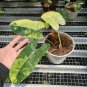 Philodendron Burle Marx Varigated free phytosanitary