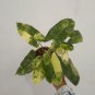 Philodendron Burle Marx Varigated free phytosanitary
