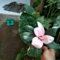 Philodendron Pink Congo free phytosanitary