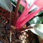 Philodendron Pink Congo free phytosanitary