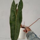 Philodendron Billietiae free phytosanitary