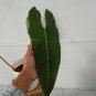 Philodendron Billietiae free phytosanitary