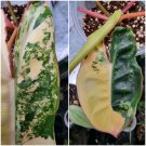 Philodendron Billietiae variegated free phytosanitary