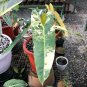 Philodendron Billietiae variegated free phytosanitary