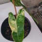 Philodendron Billietiae variegated free phytosanitary