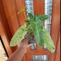 Philodendron Paraiso Verde free phytosanitary