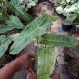 Philodendron Paraiso Verde free phytosanitary