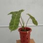 Philodendron Paraiso Verde free phytosanitary