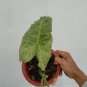 Philodendron Paraiso Verde free phytosanitary