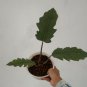 Philodendron Caramel free phytosanitary