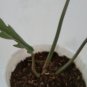 Philodendron Caramel free phytosanitary