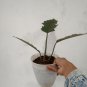 Philodendron Caramel free phytosanitary