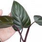 Philodendron DARK LORD free phytosanitary