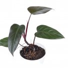Philodendron DARK LORD free phytosanitary