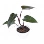 Philodendron DARK LORD free phytosanitary