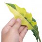 Philodendron RING OF FIRE VARIEGATED free phytosanitary