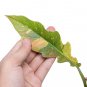 Philodendron RING OF FIRE VARIEGATED free phytosanitary