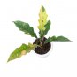 Philodendron RING OF FIRE VARIEGATED free phytosanitary