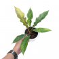 Philodendron RING OF FIRE VARIEGATED free phytosanitary