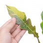Philodendron RING OF FIRE VARIEGATED free phytosanitary