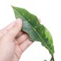 Philodendron RING OF FIRE VARIEGATED free phytosanitary