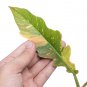 Philodendron RING OF FIRE VARIEGATED free phytosanitary
