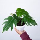 Philodendron Mayoi free phytosanitary