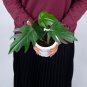 Philodendron Mayoi free phytosanitary