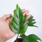 Philodendron Mayoi free phytosanitary