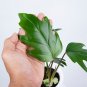 Philodendron Mayoi free phytosanitary