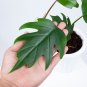 Philodendron Mayoi free phytosanitary