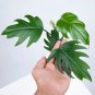 Philodendron Mayoi free phytosanitary