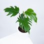 Philodendron Mayoi free phytosanitary
