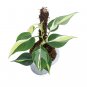 Philodendron CREAM SPLASH free phytosanitary