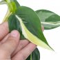 Philodendron CREAM SPLASH free phytosanitary