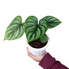Philodendron PLOWMANII free phytosanitary