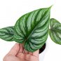 Philodendron PLOWMANII free phytosanitary