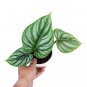 Philodendron PLOWMANII free phytosanitary