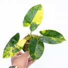 Philodendron BURLE MARX VARIEGATED free phytosanitary