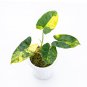 Philodendron BURLE MARX VARIEGATED free phytosanitary