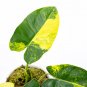 Philodendron BURLE MARX VARIEGATED free phytosanitary