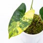 Philodendron BURLE MARX VARIEGATED free phytosanitary