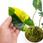 Philodendron BURLE MARX VARIEGATED free phytosanitary
