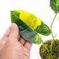 Philodendron BURLE MARX VARIEGATED free phytosanitary