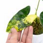 Philodendron BURLE MARX VARIEGATED free phytosanitary