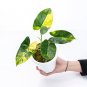 Philodendron BURLE MARX VARIEGATED free phytosanitary
