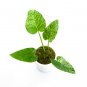 Philodendron GIGANTEUM VARIEGATED free phytosanitary